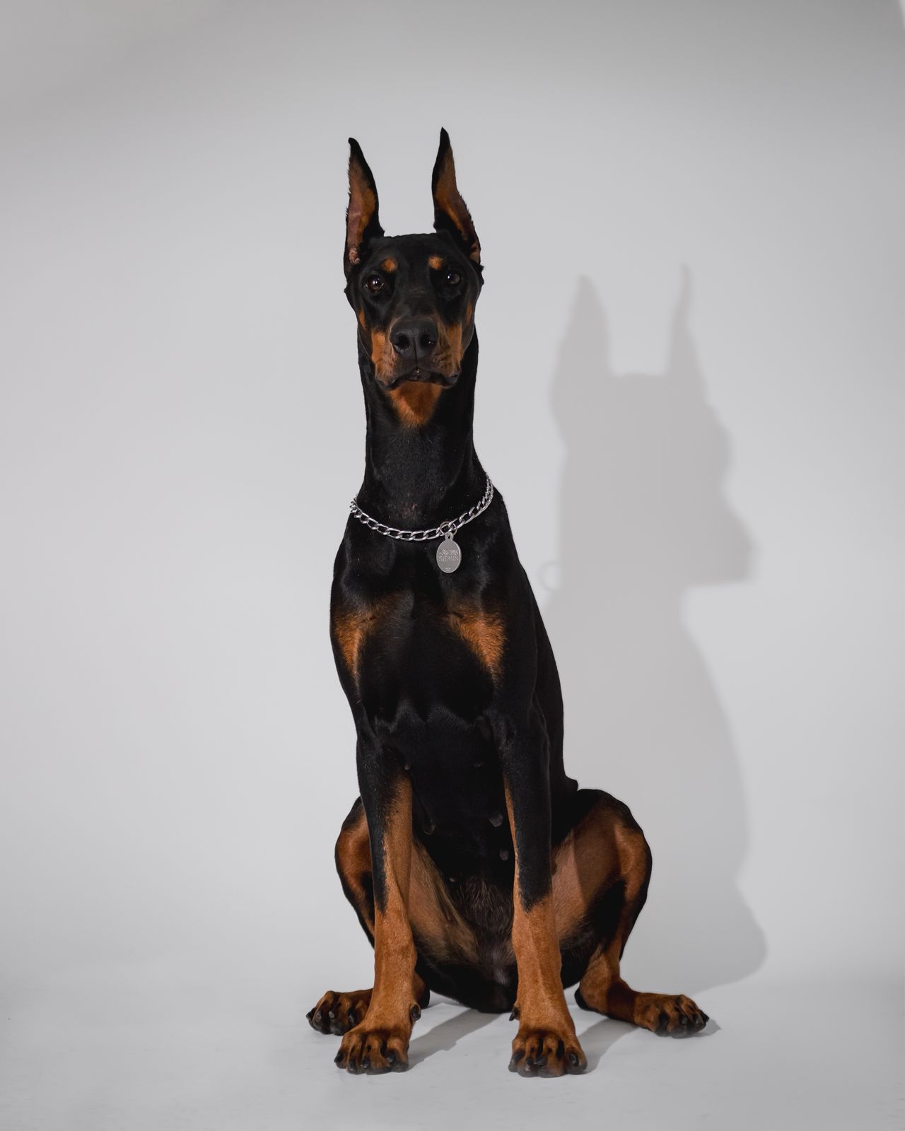 Perro en LoftyCan después del baño